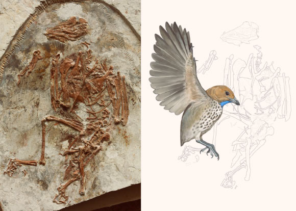 Imparavis attenboroughi oiseau