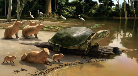 tortue géante