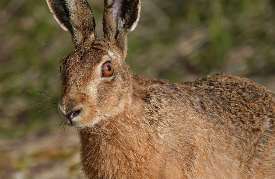 lièvre brun (Lepus europaeus)