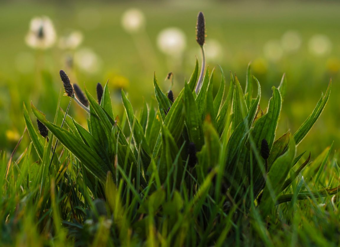 plantain lancéolé Plantago lanceolata plantes invasives