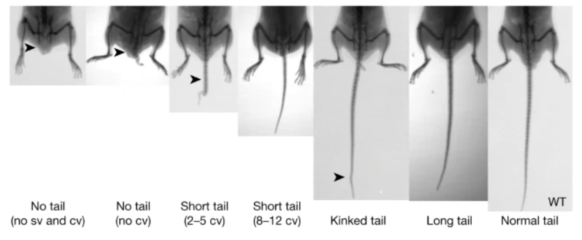 queues de souris génétique queue humains et primates