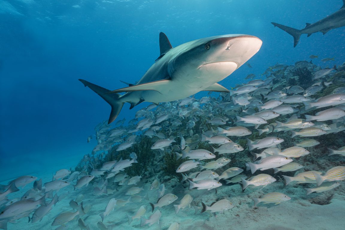 requin oxyg&egrave;ne poissons animaux marins mer oc&eacute;an