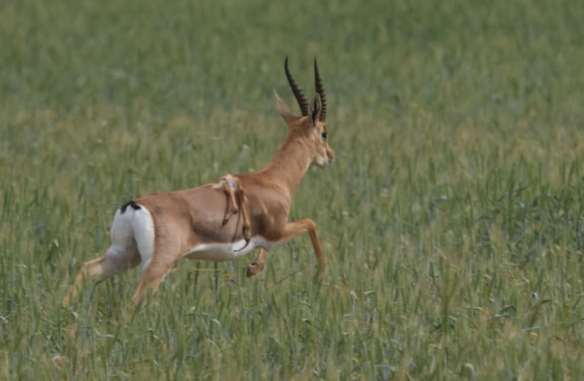 gazelle à six pattes