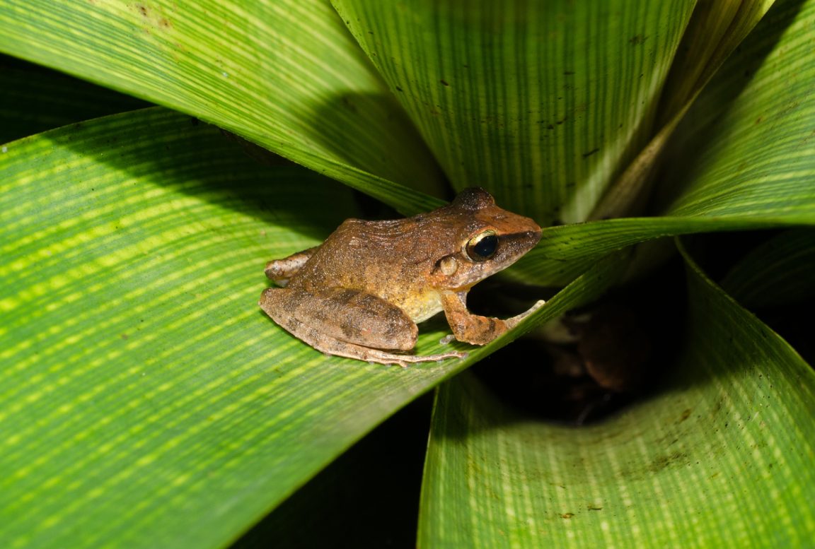 Haddadus binotatus grenouille tropicale brésilienne