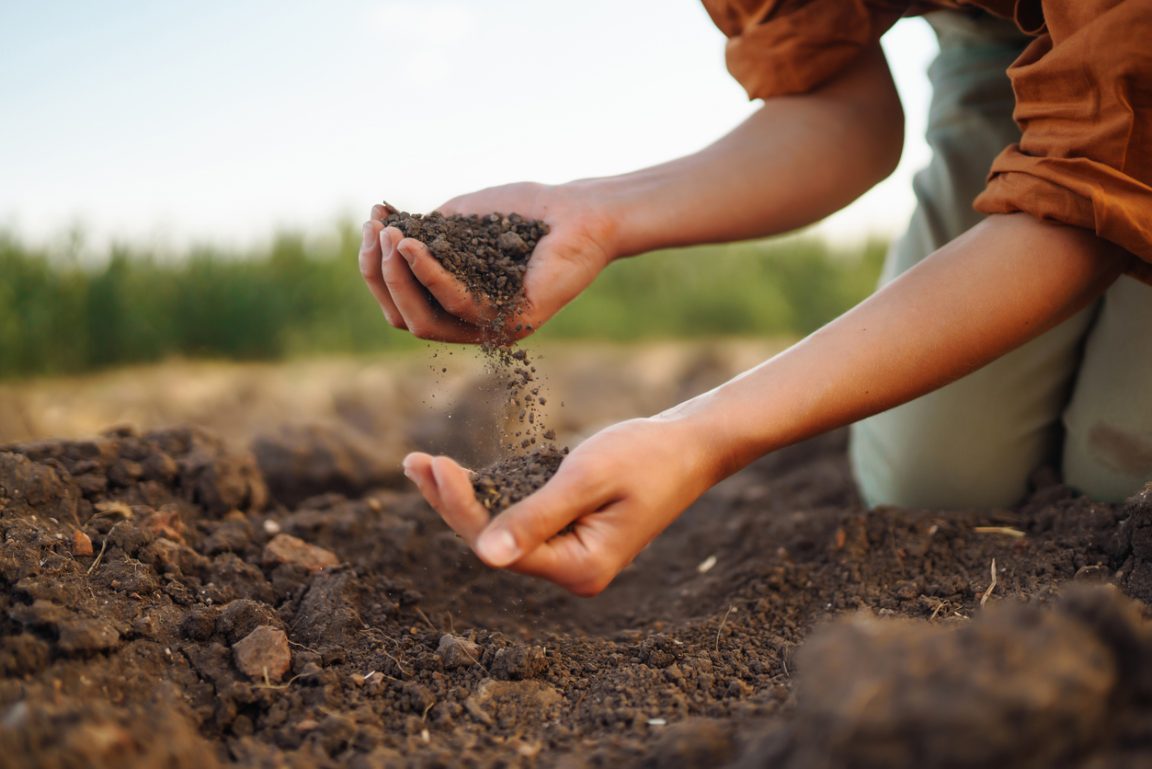 horticulture planter graines terre mains
