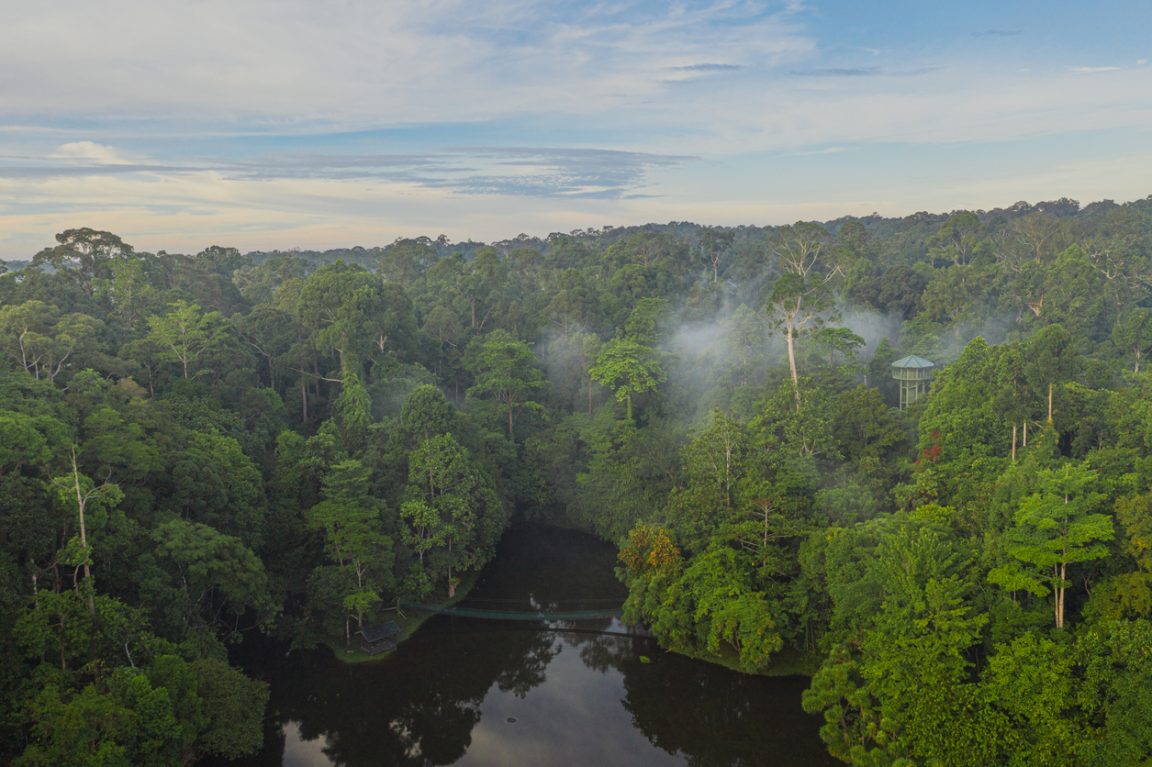 foret tropicale Bornéo
