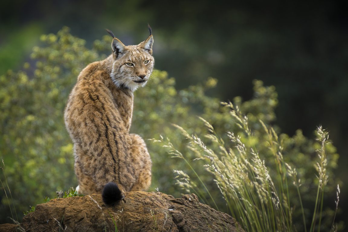 lynx