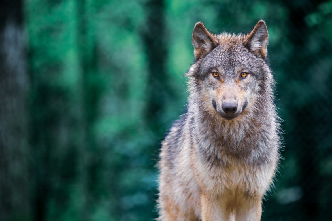 loup gris bois forêt animal sauvage canidé