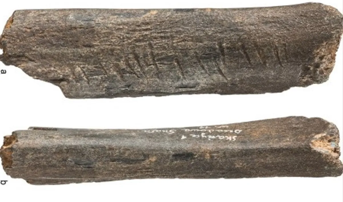 néandertaliens os ours