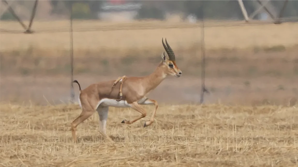 gazelle à six pattes