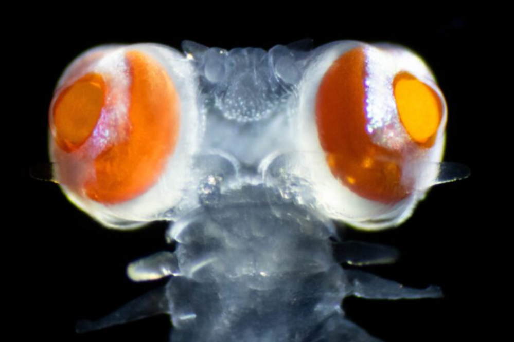 ver marin vanadis vers à soie aux yeux énormes