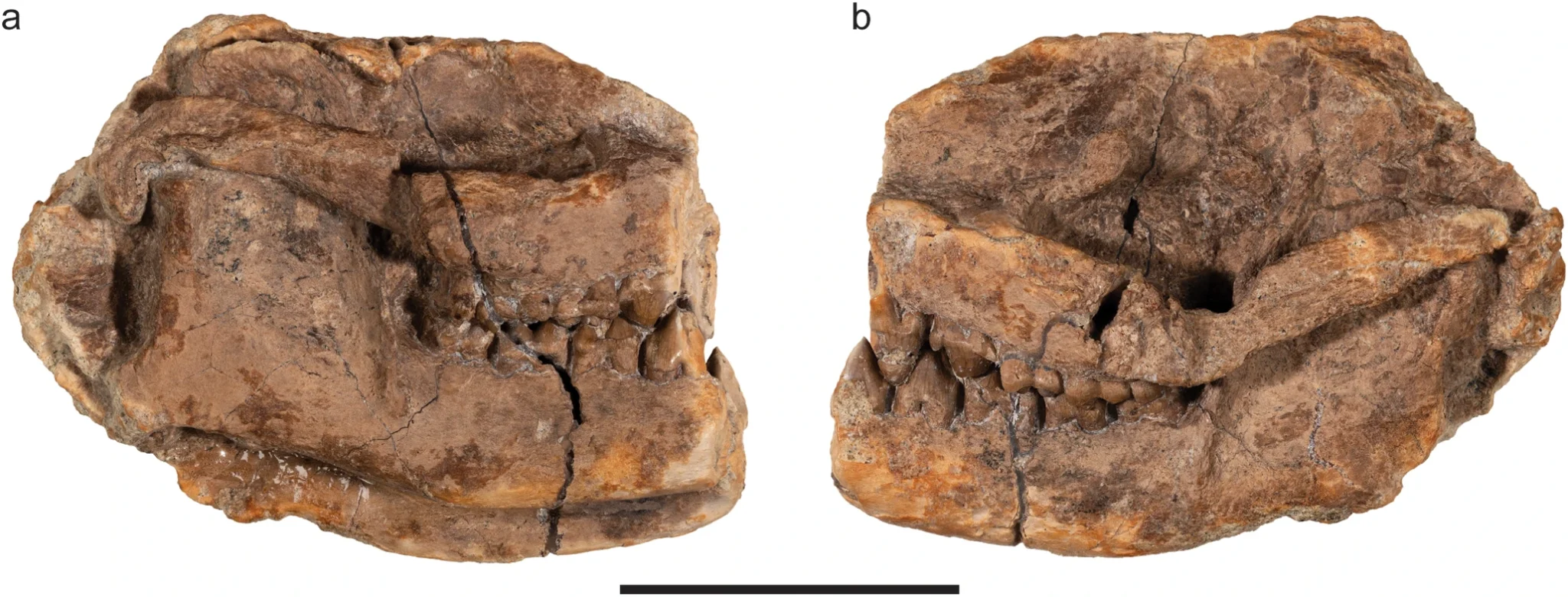 Militocodon lydae mammifère