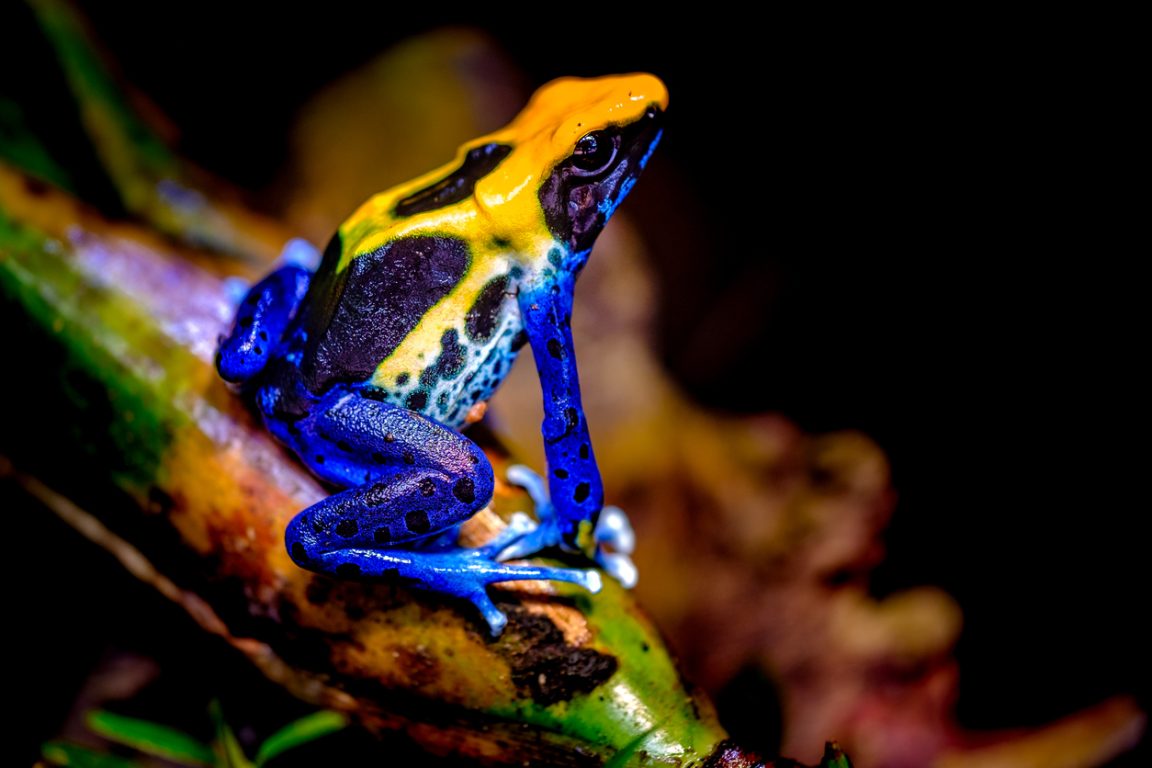 Le dendrobate à tapirer ou dendrobate teint (Dendrobates tinctorius) amphibien grenouille