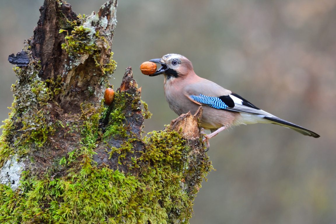 geai des chênes avec son précieux gland oiseau