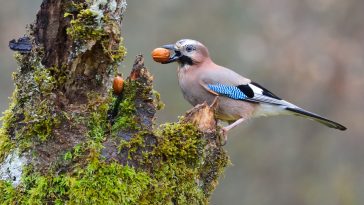 geai des chênes avec son précieux gland oiseau