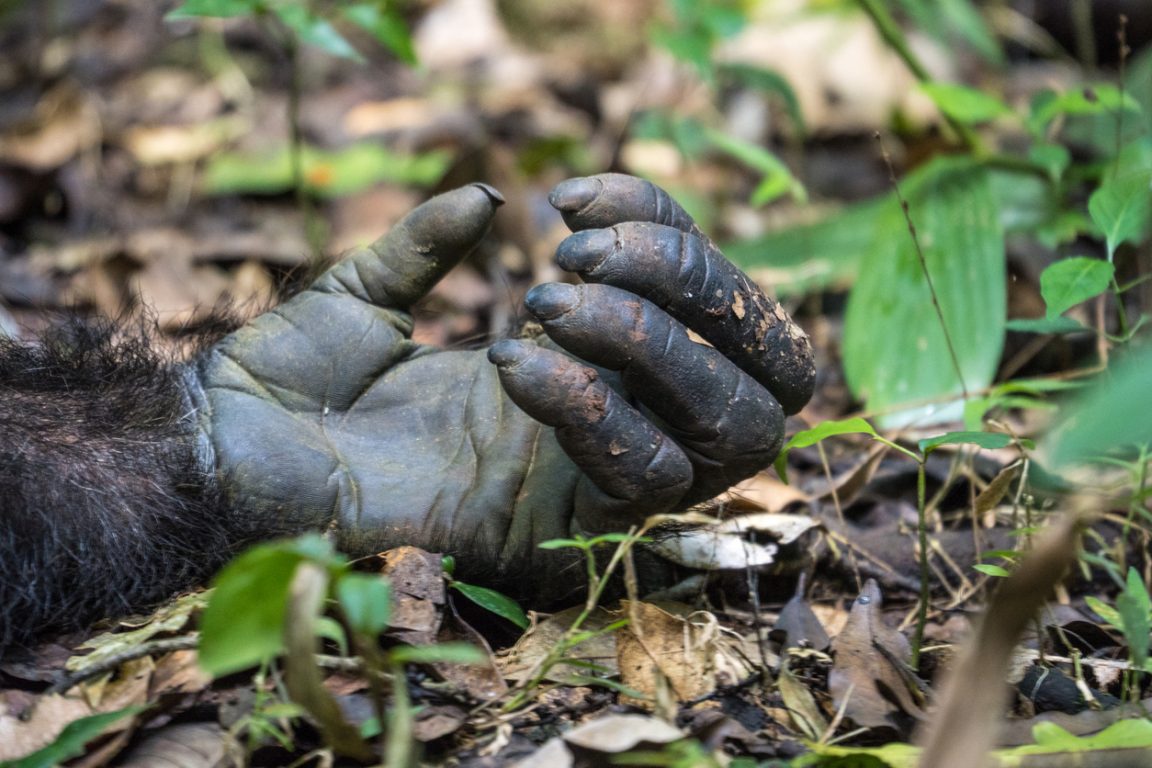 mammif&egrave;res 5 doigts