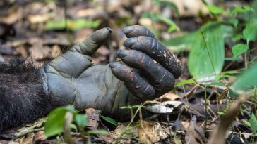 mammifères 5 doigts