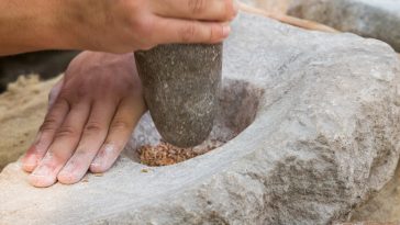 colonie néolithique