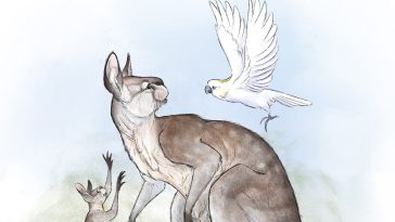 Simosthenurus occidentalis kangourou face courte