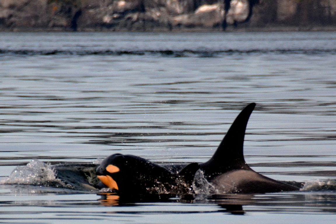 orques jeune bébé nager eau mer