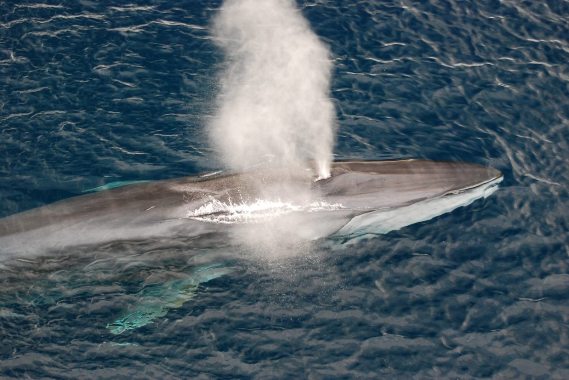 rorqual commun espèce baleine mer surface Japon