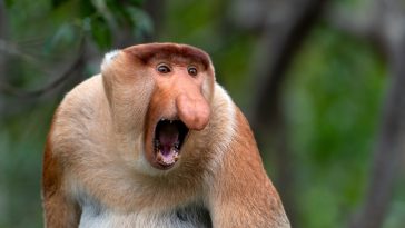 singe nasique mâle agressif (Nasalis larvatus) gros nez