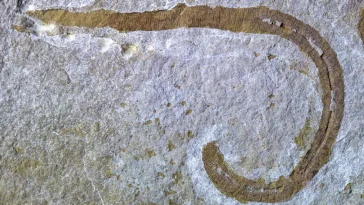 Radnorscolex latus ver carnivore