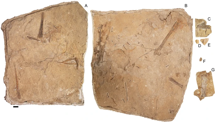 Haliskia peterseni ptérosaure