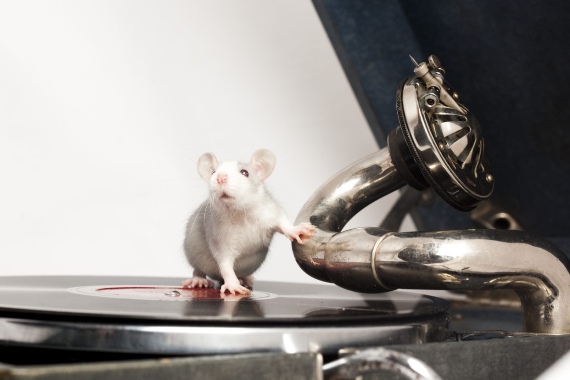 Gramophone et rat rats musique oreille musicale