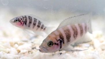 Neolamprologus savoryi poissons qui utilisent punition