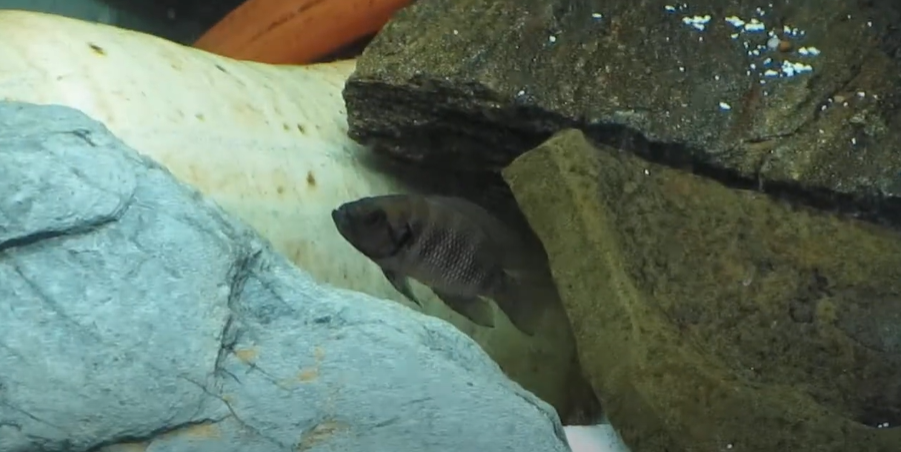 Neolamprologus savoryi poissons qui utilisent punition