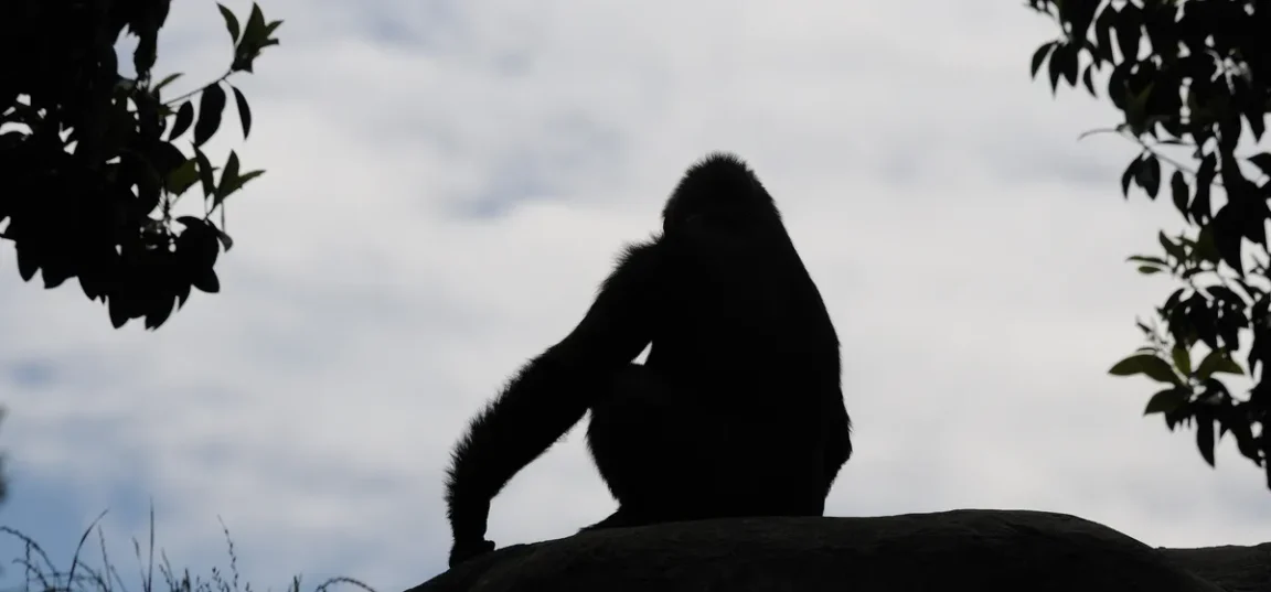 Buronius manfredschmi singe