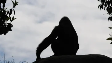 Buronius manfredschmi singe