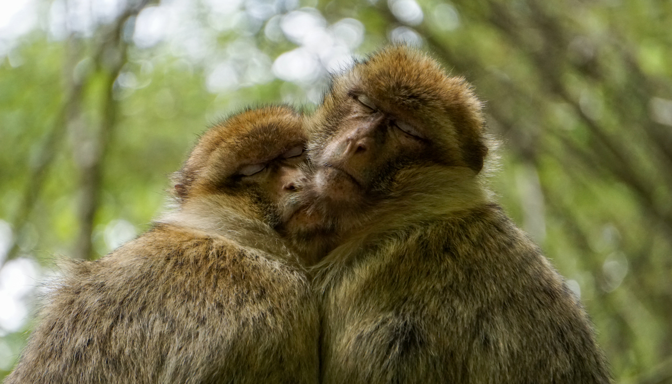 couple de singes magots animaux gays homosexualité dans le règne animal