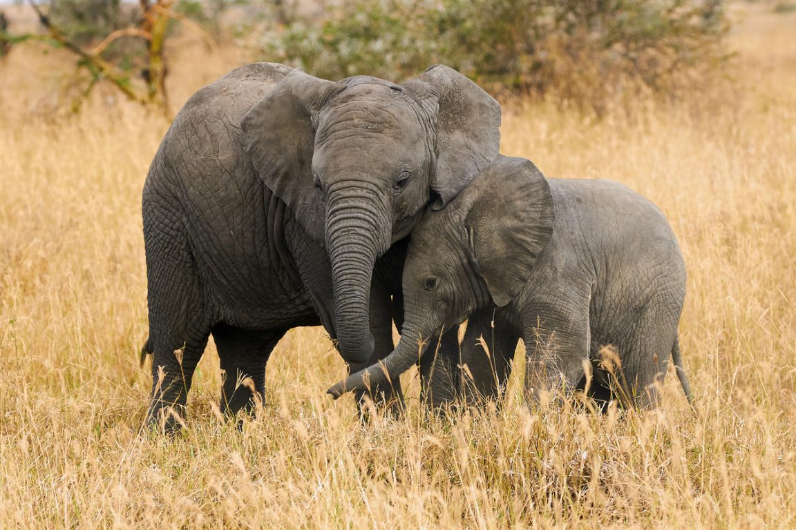 deux éléphants pachydermes