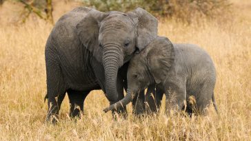 deux éléphants pachydermes