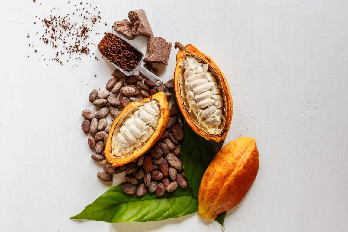 graines du cacaoyer fèves de cacao chocolat en poudre