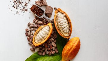 graines du cacaoyer fèves de cacao chocolat en poudre