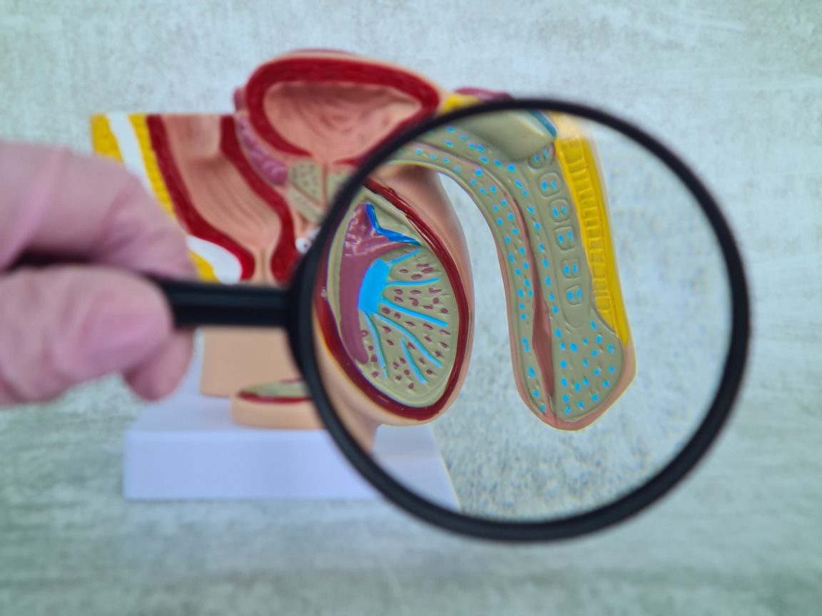 microplastiques pénis