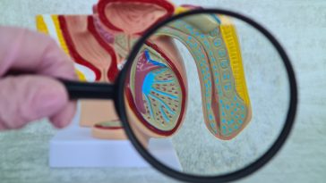 microplastiques pénis