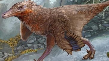 Diuqin lechiguanae dinosaure oiseau