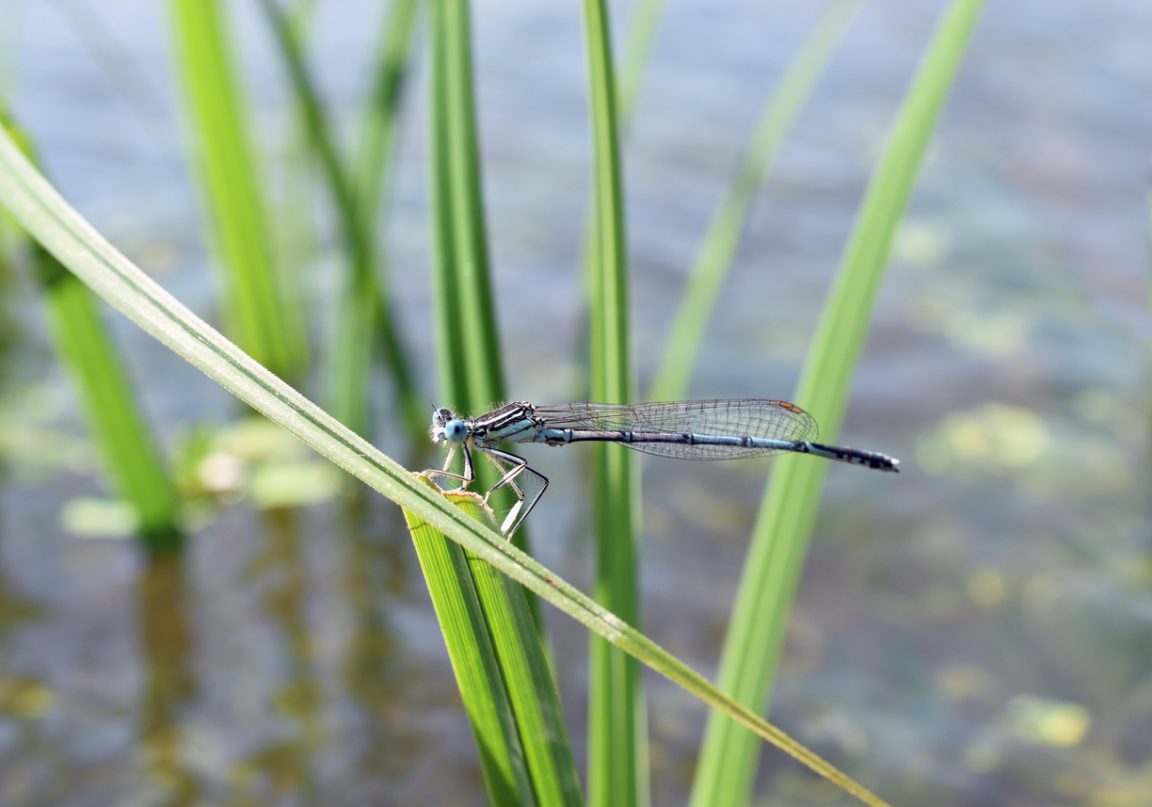 libellule insecte plante nature biodiversit&eacute;