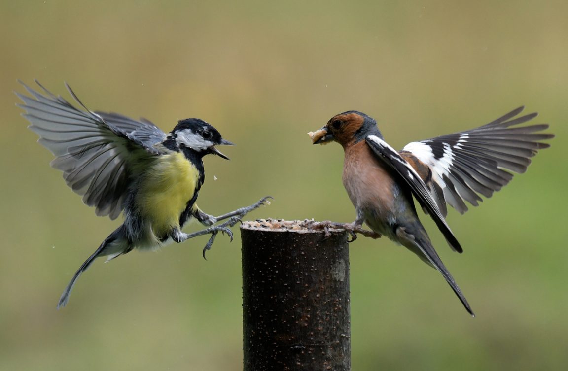 espèces oiseaux mésange battre nourriture manger