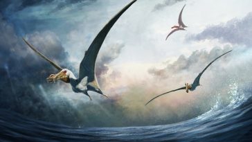 Haliskia peterseni ptérosaure