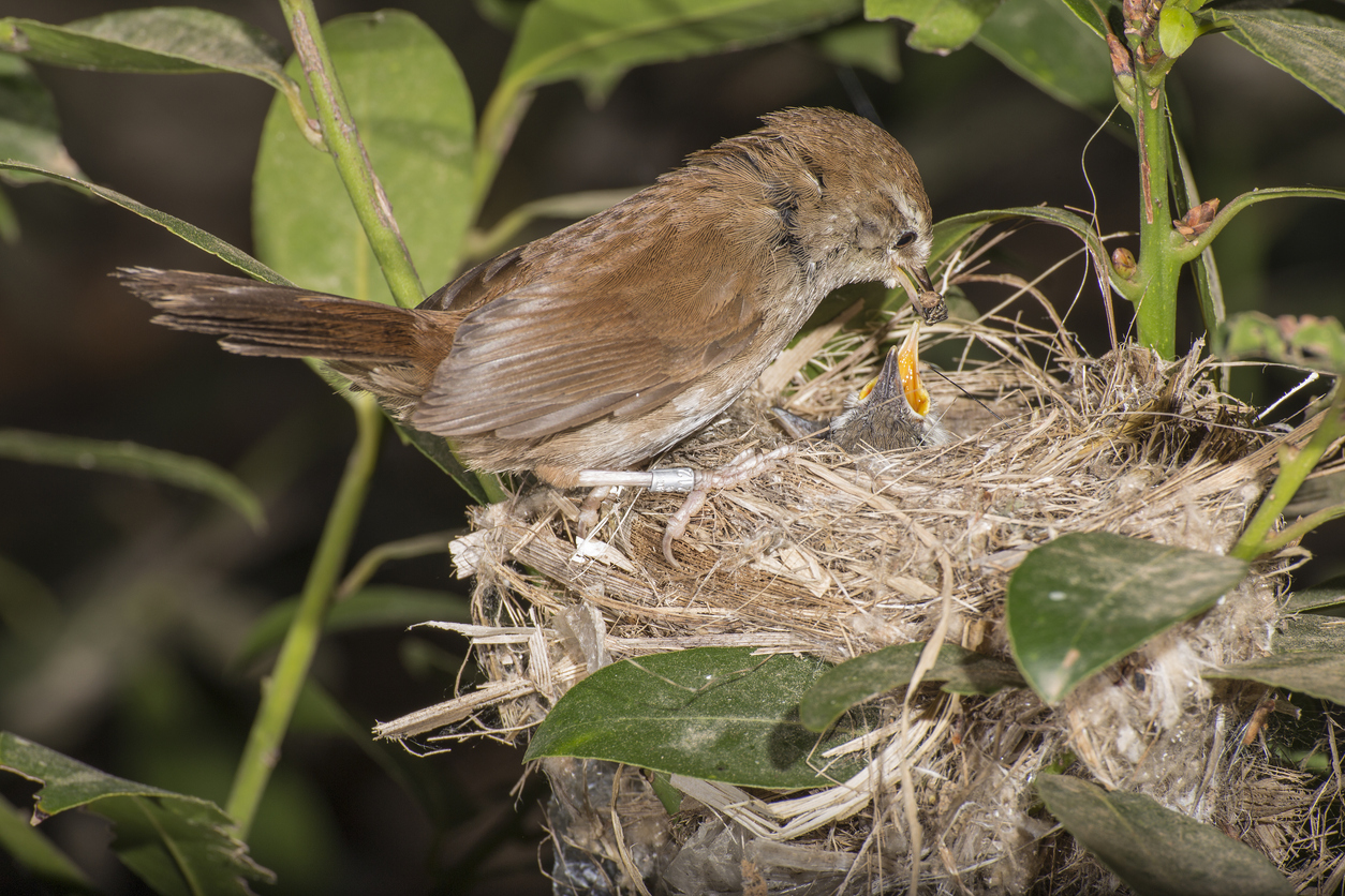 oiseau femelle nid nourrir petits oisillons poussins 