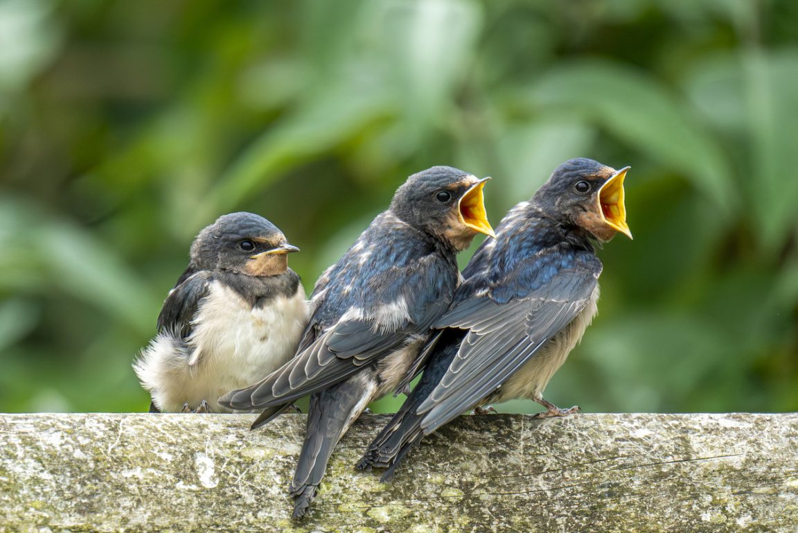 oisillons nourrir nid bec ouvrir manger jeunes oiseaux