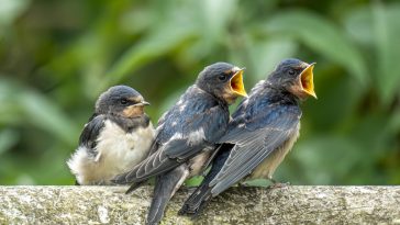 oisillons nourrir nid bec ouvrir manger jeunes oiseaux