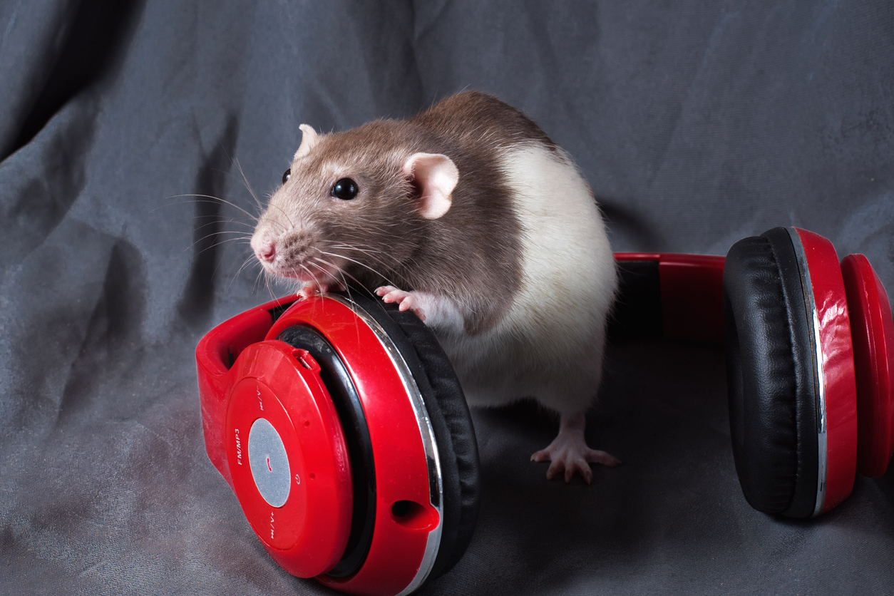 rat rats musique oreille musicale