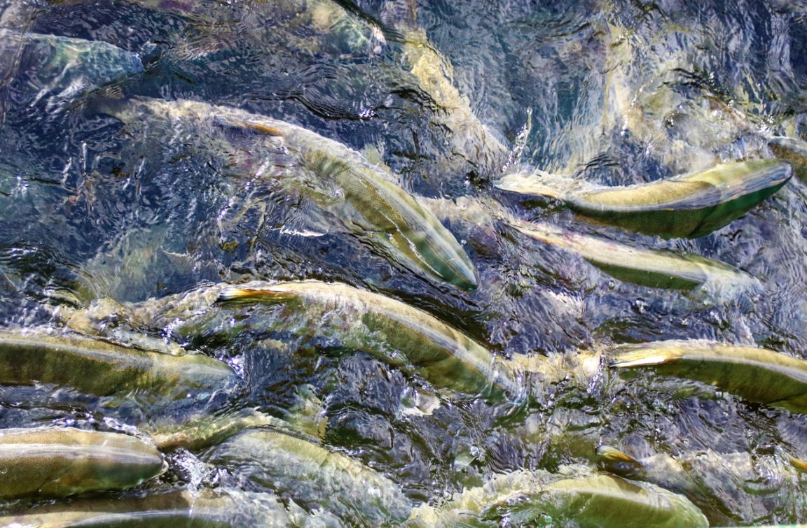 saumons course poissons rivière nager