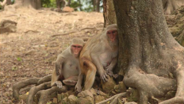 singes macaques rhésus île aux singes Cayo Santiago